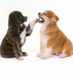 Learn The Methods Of How Your Puppy Can Socialize Around